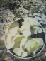Preview: Blumenhartriegel Empress of China 3